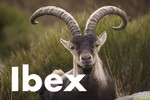 Ibex (01/2022-now)